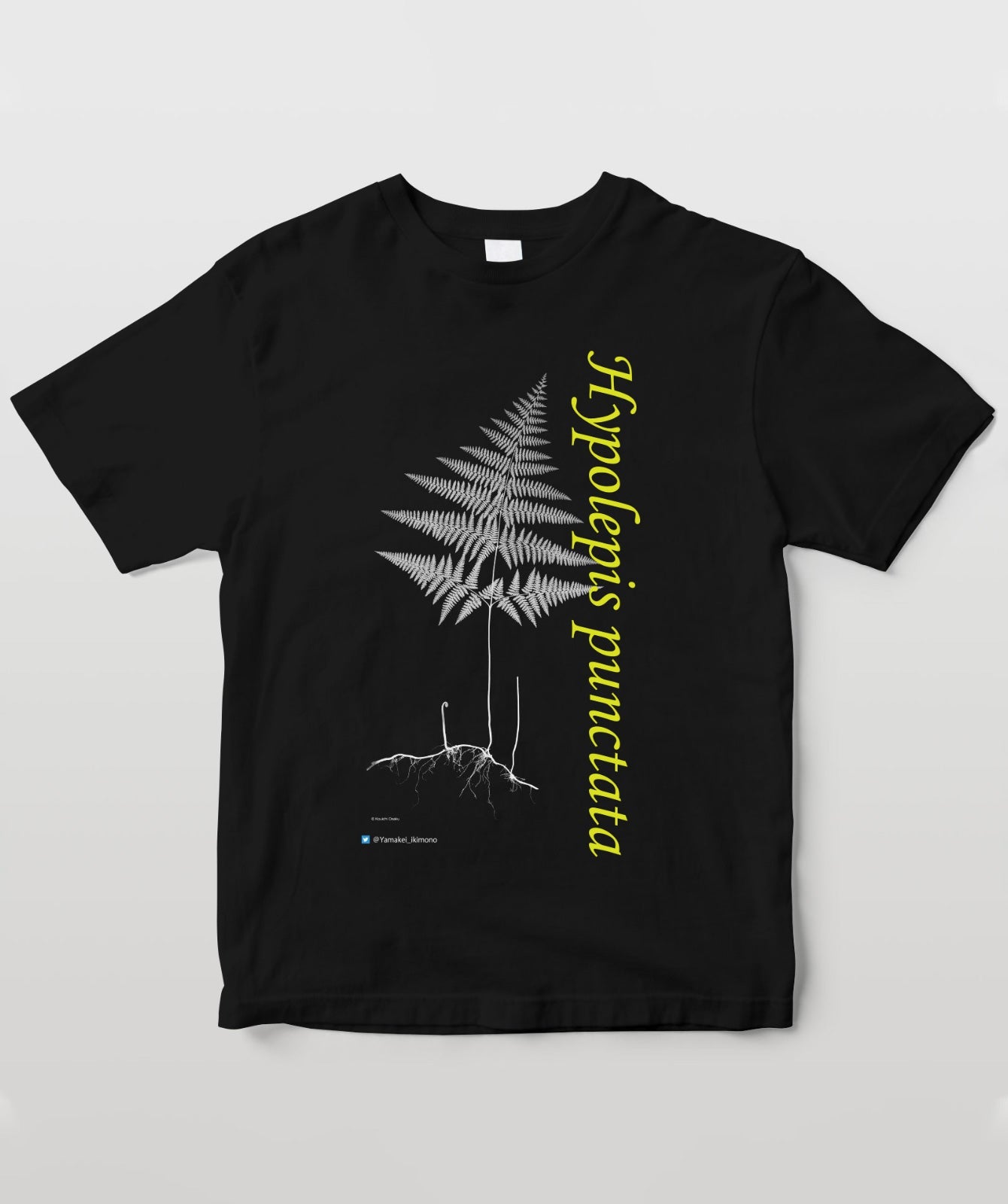 イワヒメワラビ デザインA