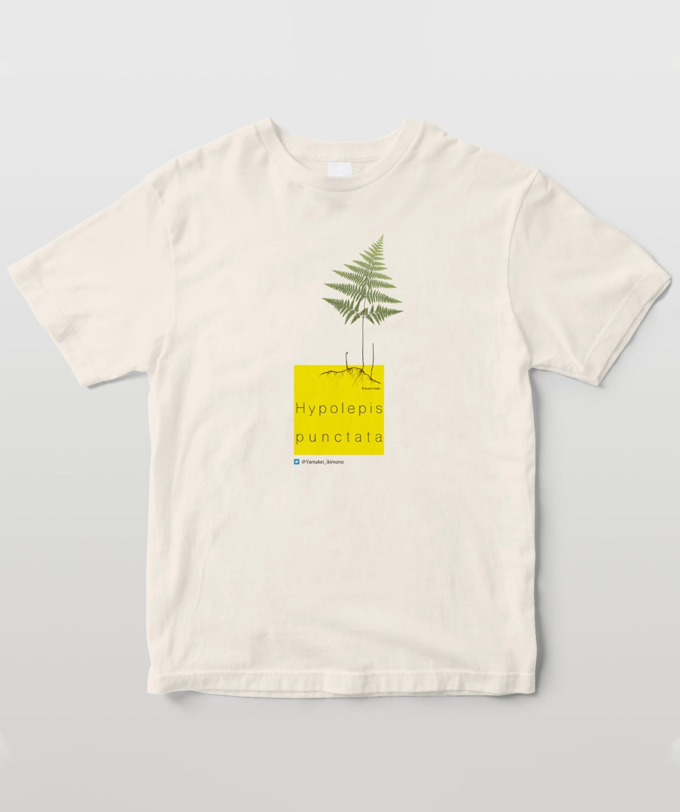 イワヒメワラビ デザインC