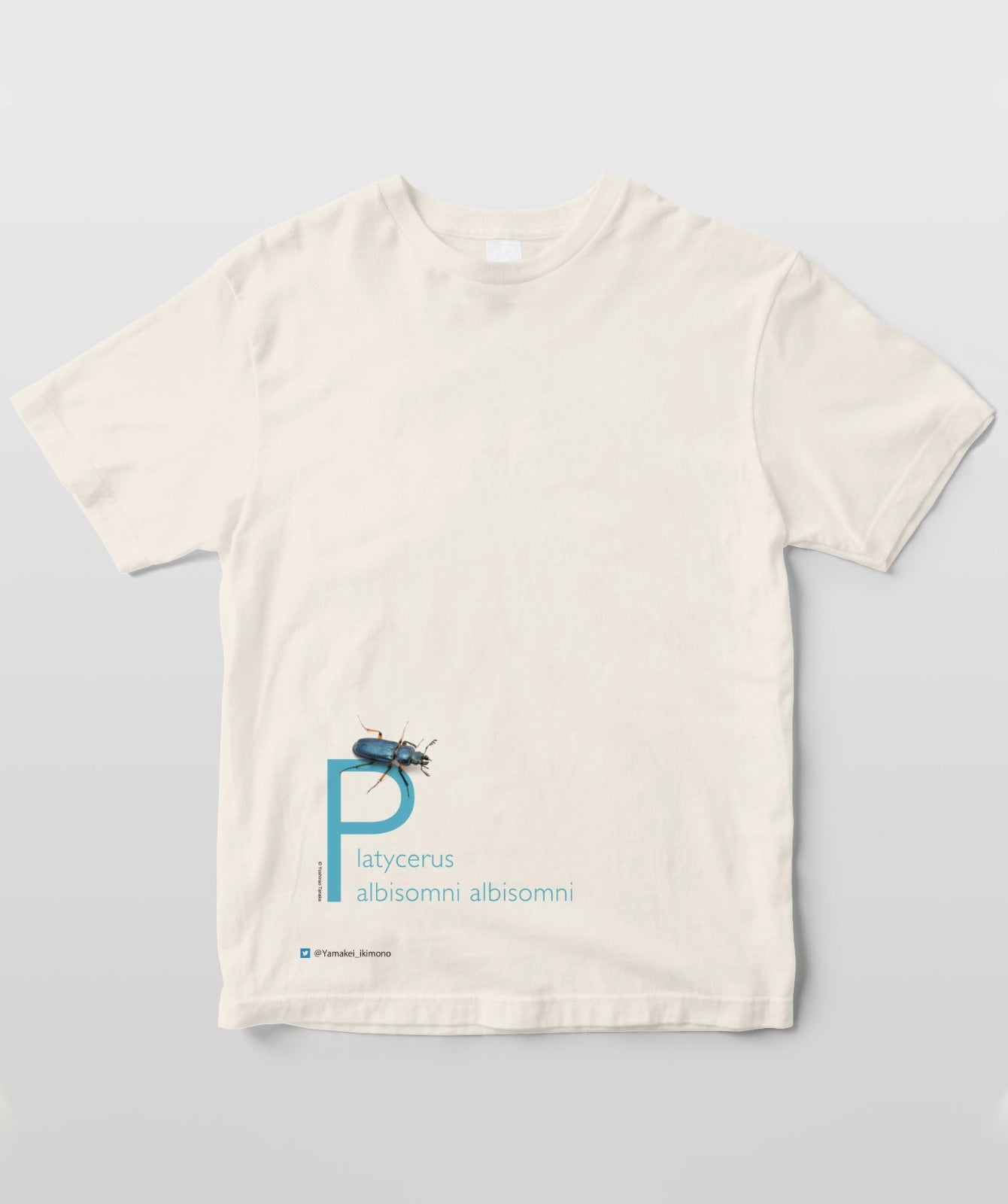 ユキグニコルリクワガタ