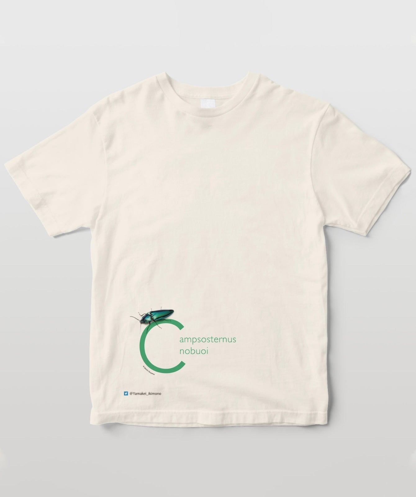 ノブオオオアオコメツキ