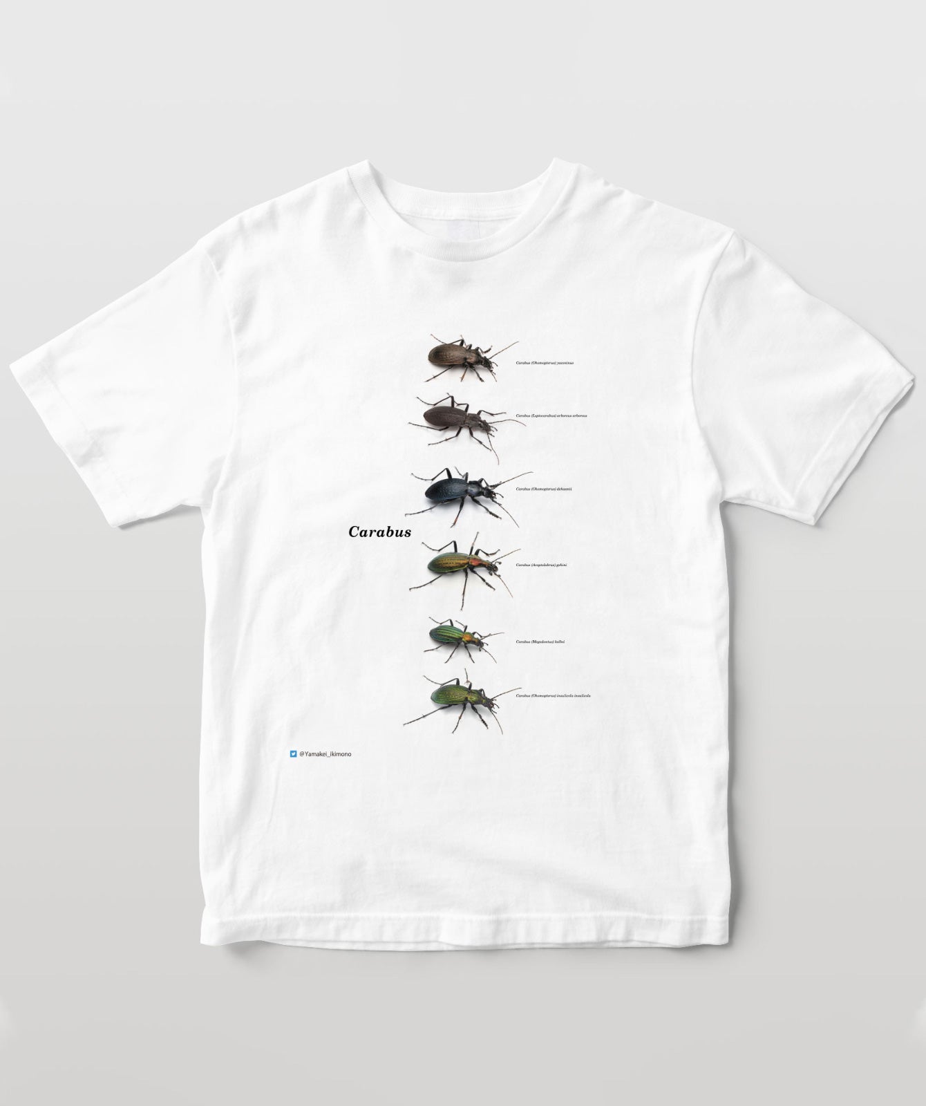 オサムシCarabus属