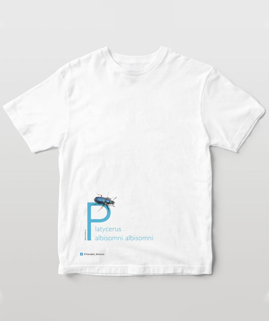 ユキグニコルリクワガタ